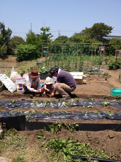 畑苗植え付け.JPG